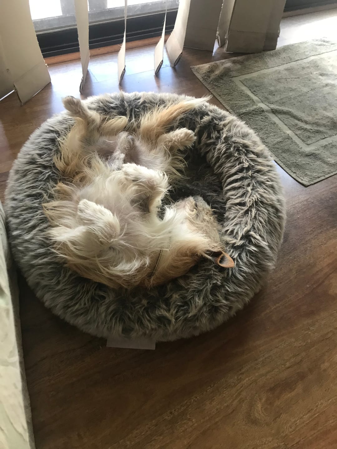 Customer photo review of FurLife Shipping Protection