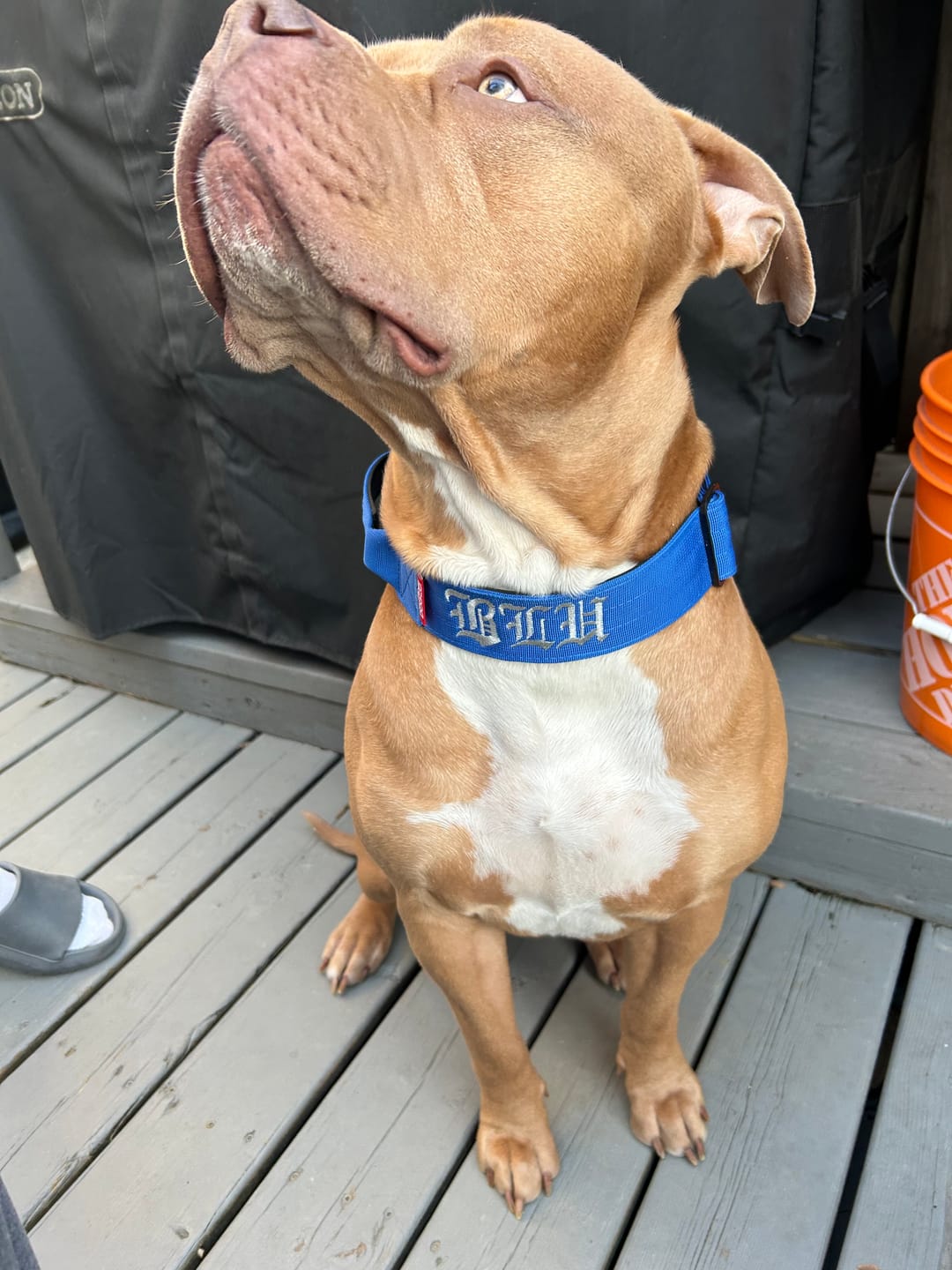 Customer photo review of 2" Tactik Dog Collar - Cobalt