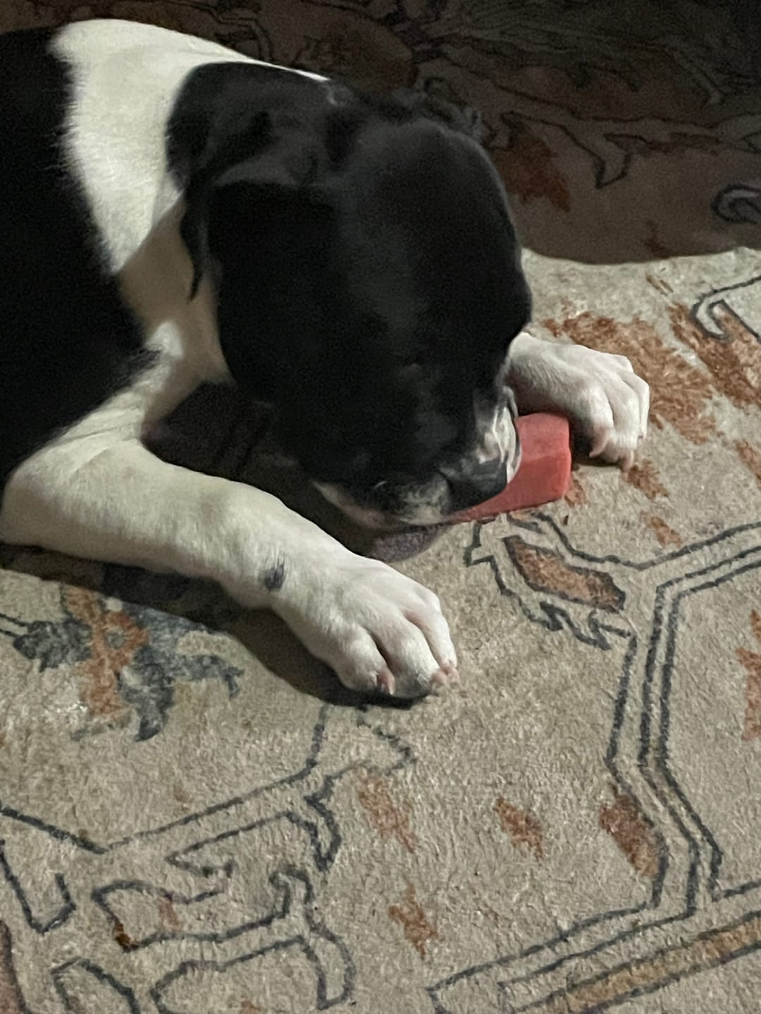 Customer photo review of Strawberry Himalayan Yak Chew (MEDIUM)