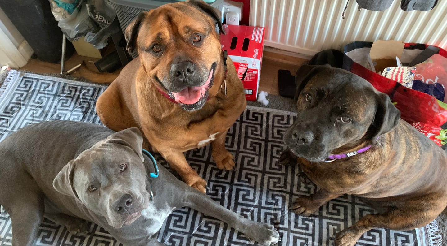 Customer photo review of 5cm Combat® Collar | With Handle & Secure Clip - Light Blue
