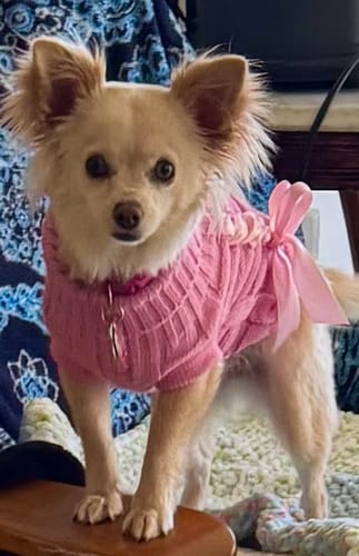 Customer photo review of Ribbon Sweater