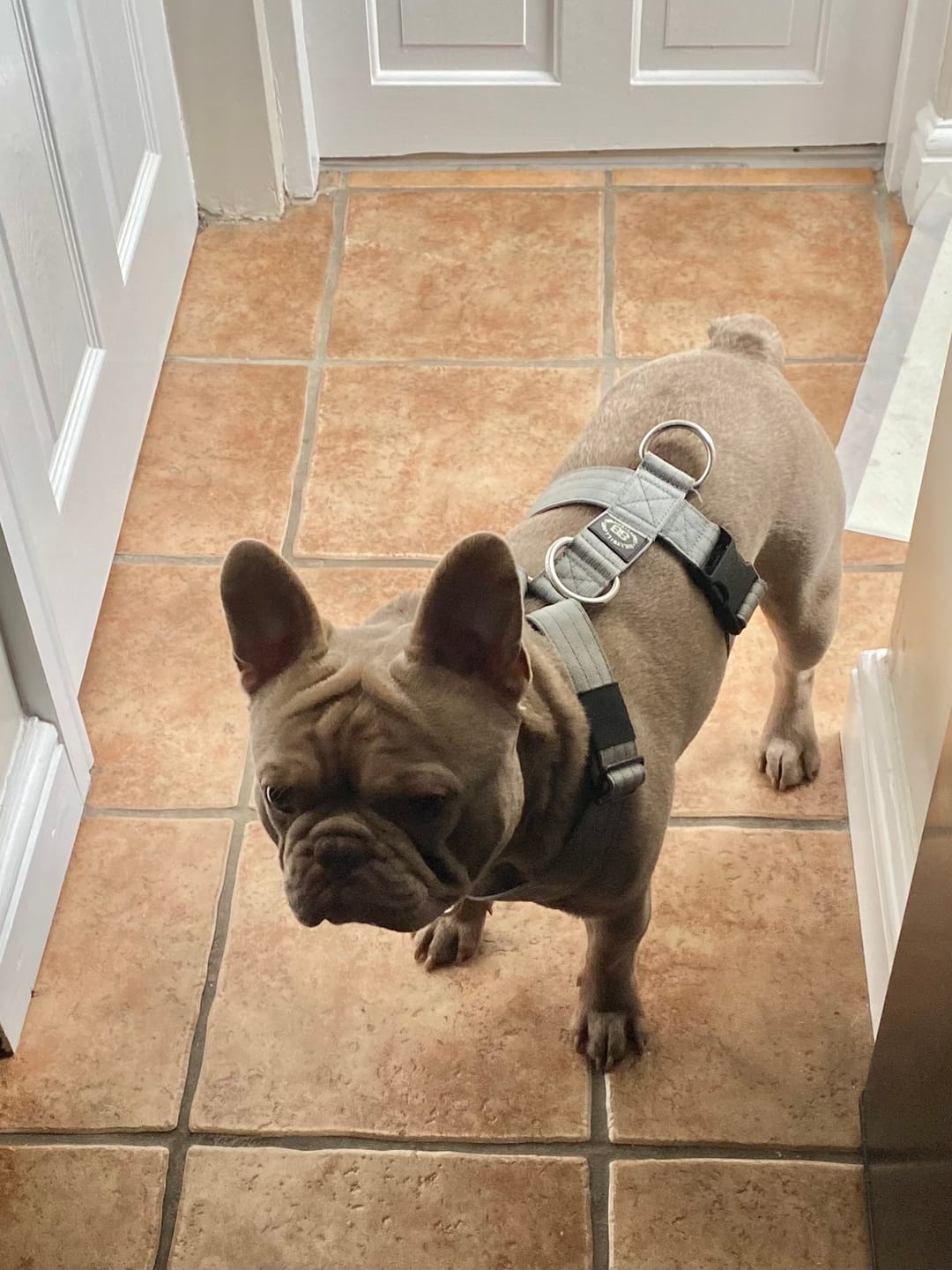 Customer photo review of Training Anti Pull TRI-Harness® | M-XL Breeds - Metal Grey