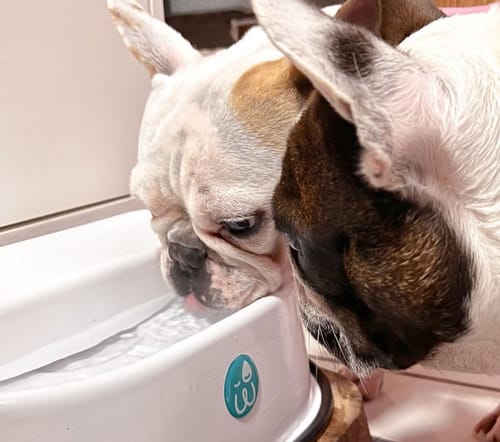 Customer photo review of Weasy Oásis