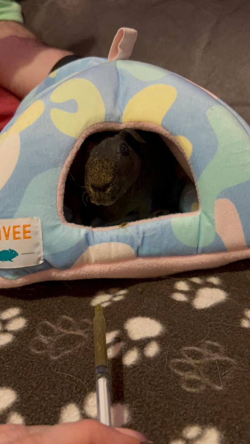 Customer photo review of Homely Fleece Hidey | Pigcasso
