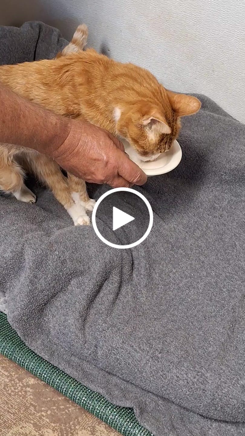 Customer video review of Royal Canin Renal Support Liquid Feline 4pack
