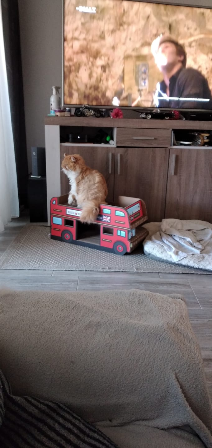 Customer photo review of Doppeldecker-Bus