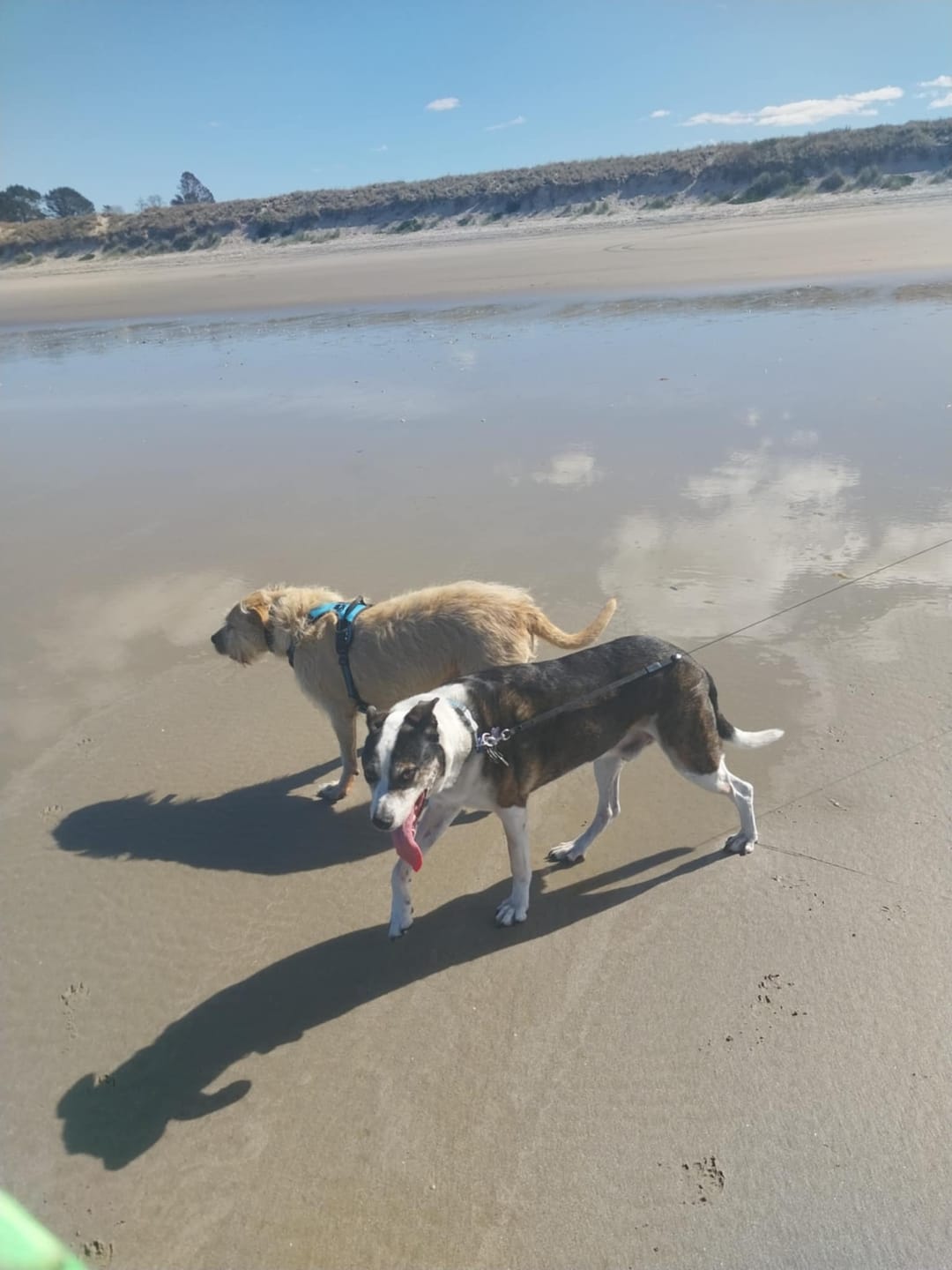 Customer photo review of Green Lipped Mussel capsules for Dogs - Hip & Joint Health