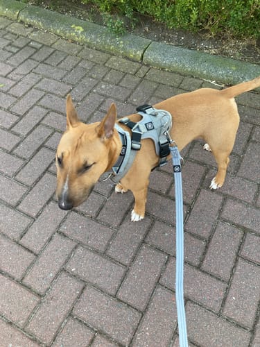 Janina G. review of 4cm Combat® Collar | With Handle & Rated Clip - Metal Grey image 1 out of 3