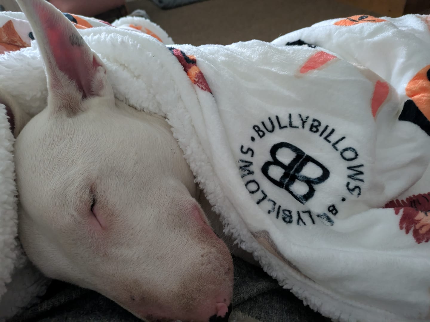 Customer photo review of Luxury Dog & Human Blanket