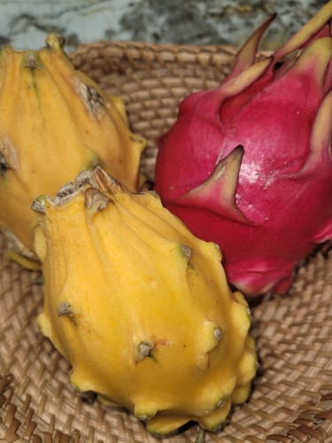 Customer photo review of Mixed Dragon Fruit