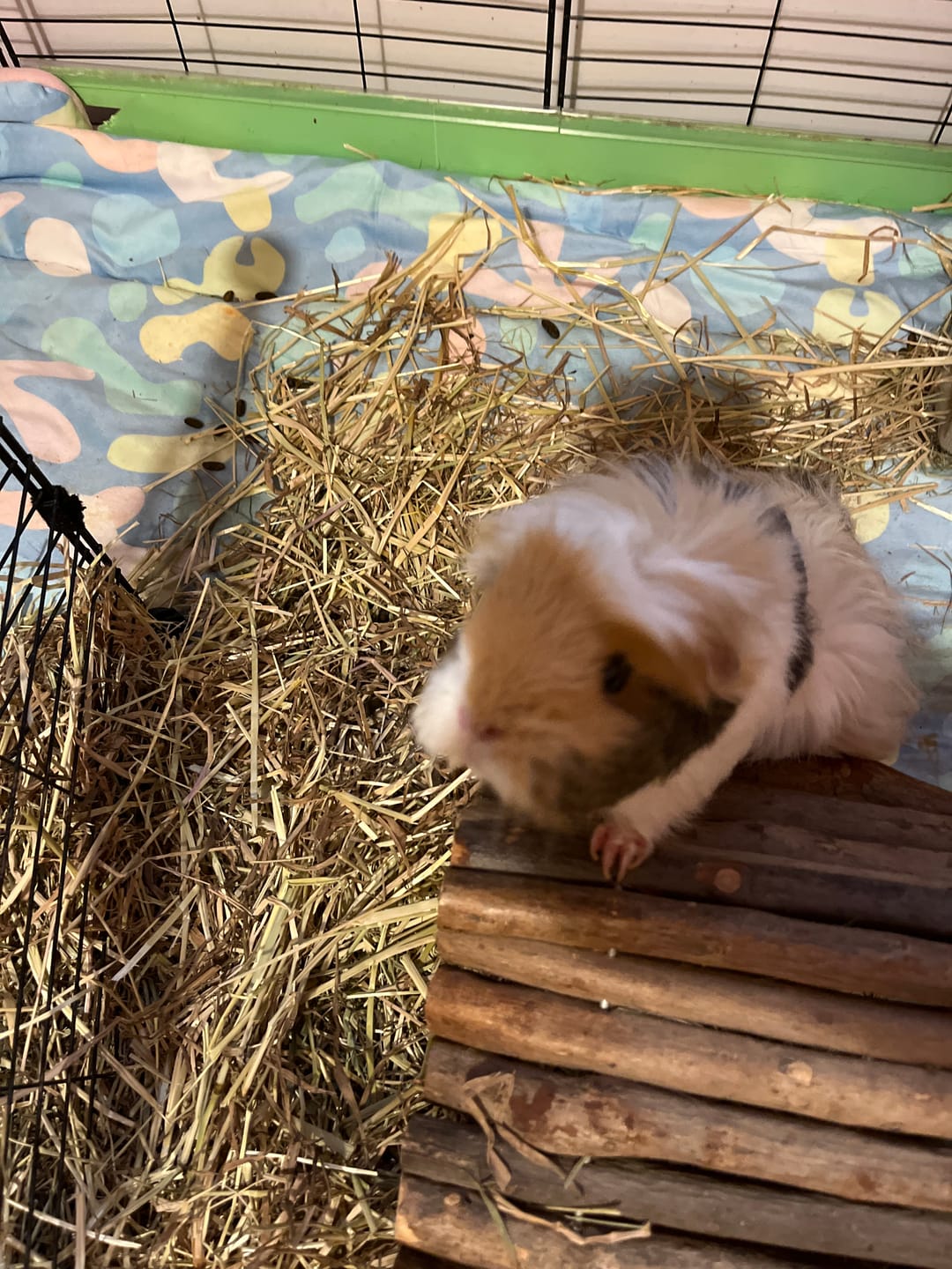 Customer photo review of Set of 2 Fleece Liners | Pigcasso | Plush Bedding