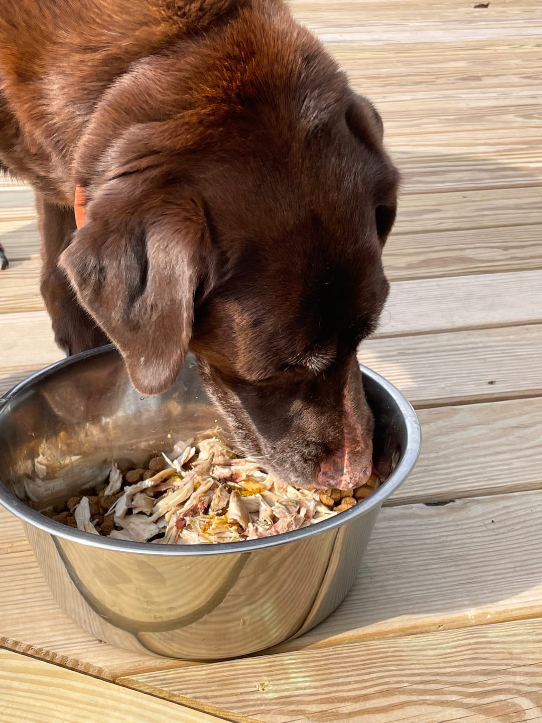 Customer photo review of Daily Support CBD Oil for Pets Over 20lbs