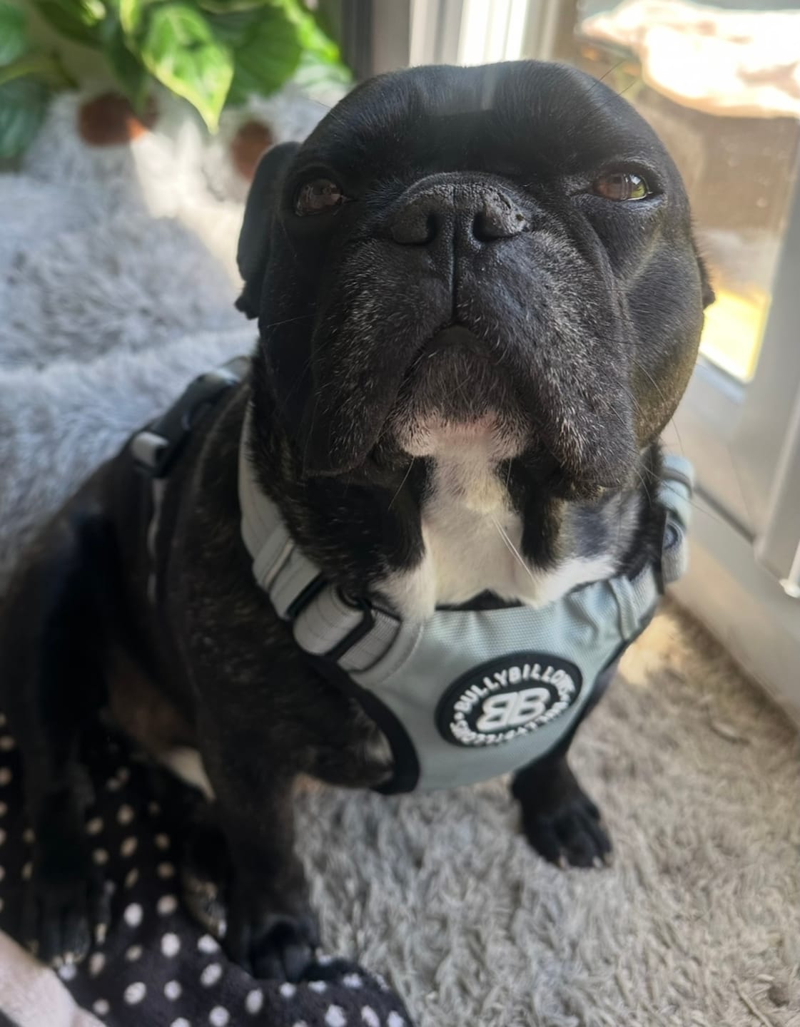 Customer photo review of Comfort Premium Harness | Non Restrictive - Metal Grey