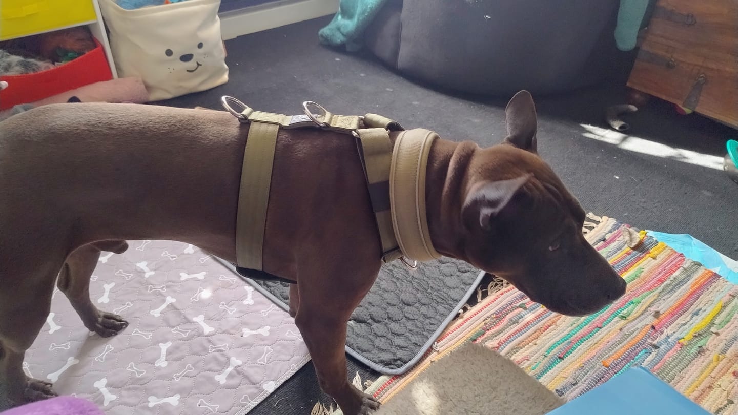 Customer photo review of Training Anti Pull TRI-Harness® | M-XL Breeds - Khaki
