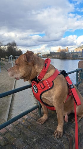Customer photo review of 1.2m Mini Combat Lead | Secure Clasp - Red