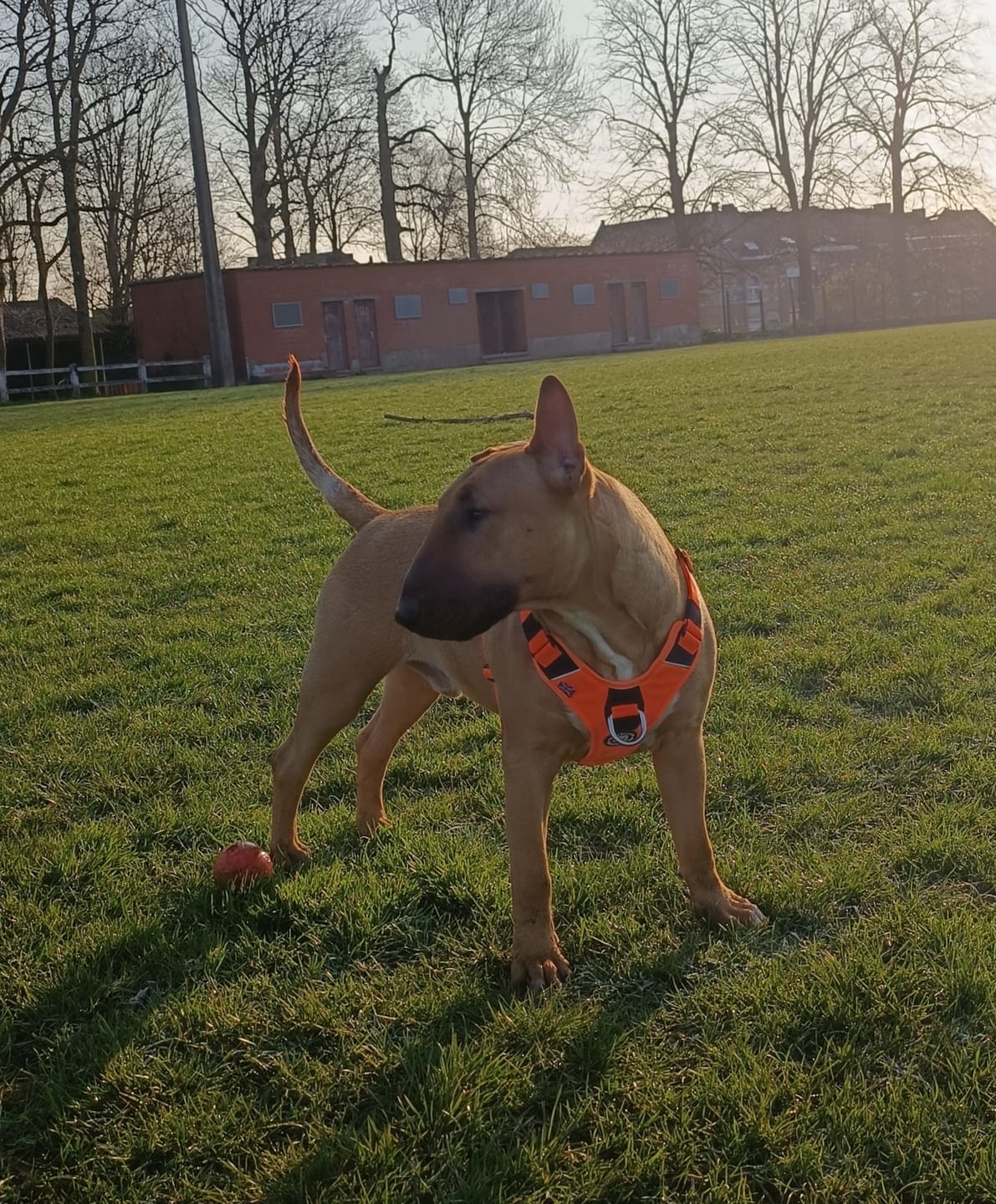 Customer photo review of Anti Pull Harness | With Handle & Lighter | Hurricane Harness - Orange
