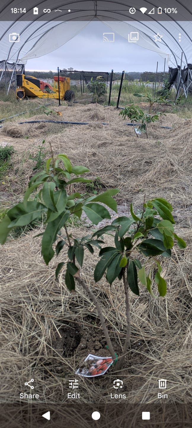 Customer photo review of Dwarf Lychee - Wai Chi
