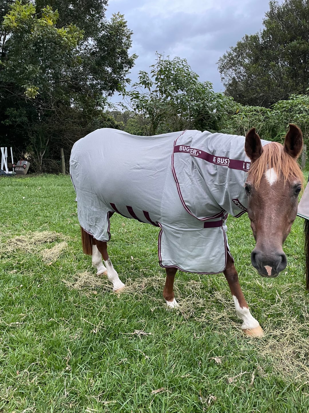 Customer photo review of Amigo Bug Buster Vamoose NFZ Fly Sheet