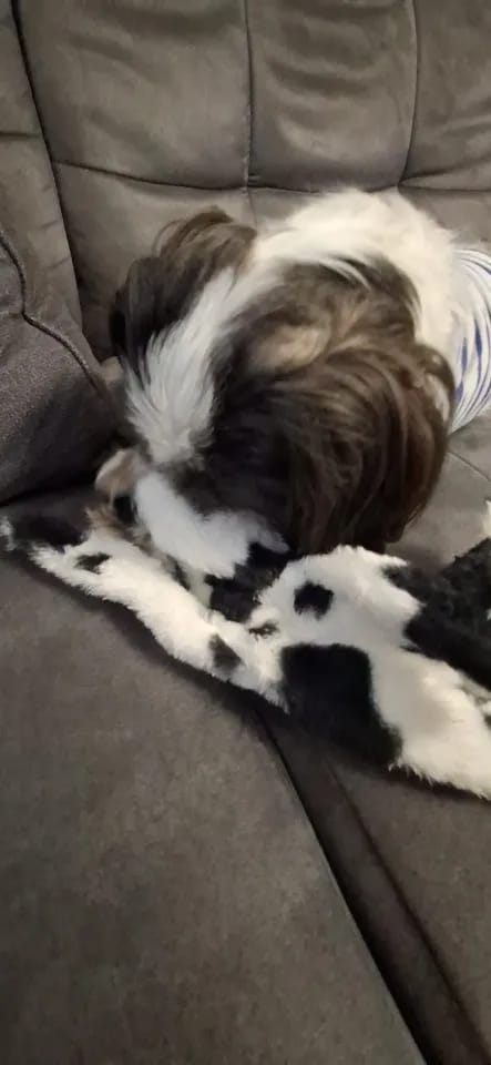 Customer photo review of Simulated Animal Stuffingless Plush Squeaky Dog Toy
