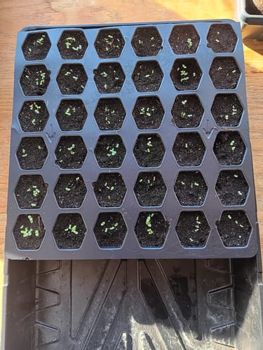 Customer photo review of Magic Carpet Blend Snapdragon Seeds