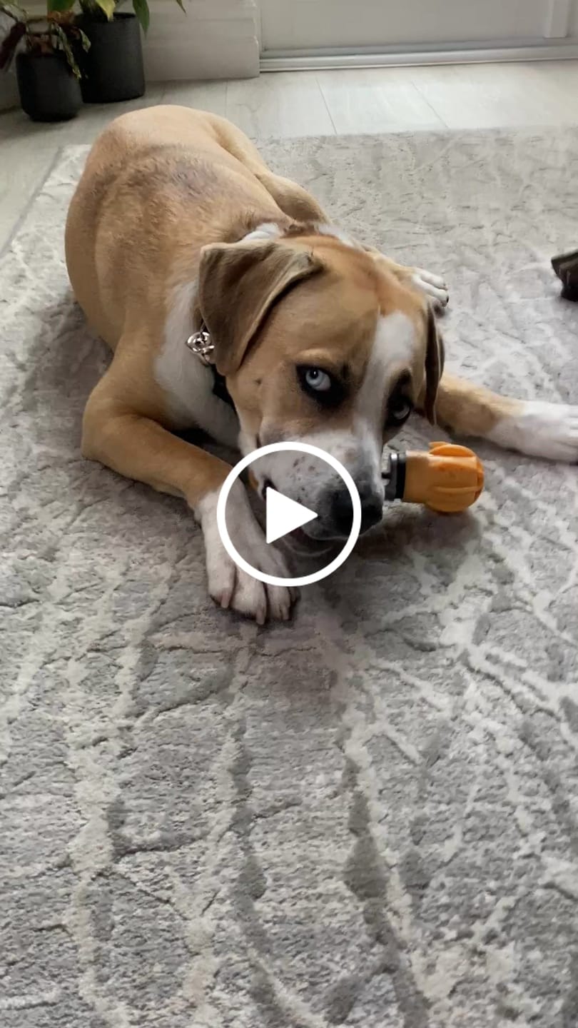 Customer video review of Safe Dog Chew Holder