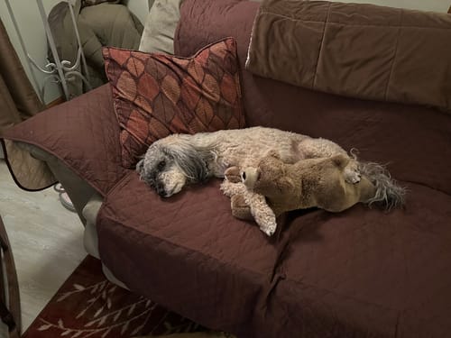 Customer photo review of Classic Machine-Washable, Dryer-Safe Furniture Protector Couch Cover With Side Pockets & Back Straps (+2-In-1 Reversible Colors!)