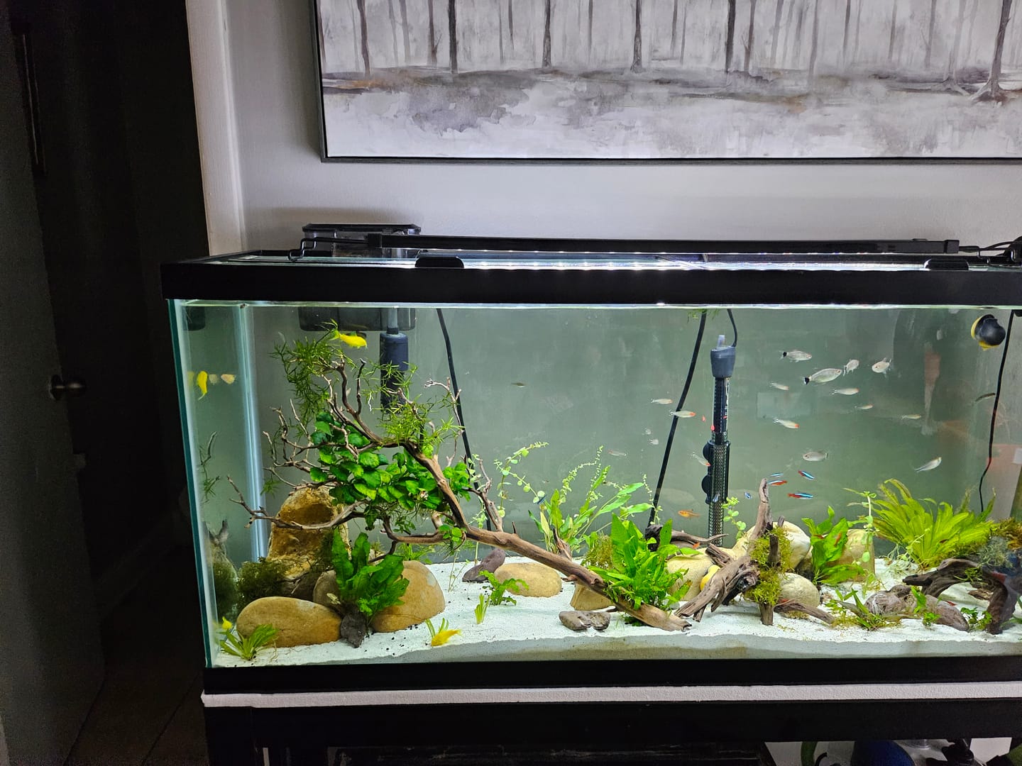 Customer photo review of Rotala Rotundifolia