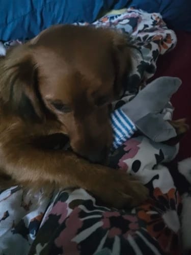 Customer photo review of Simulated Animal Stuffingless Plush Squeaky Dog Toy