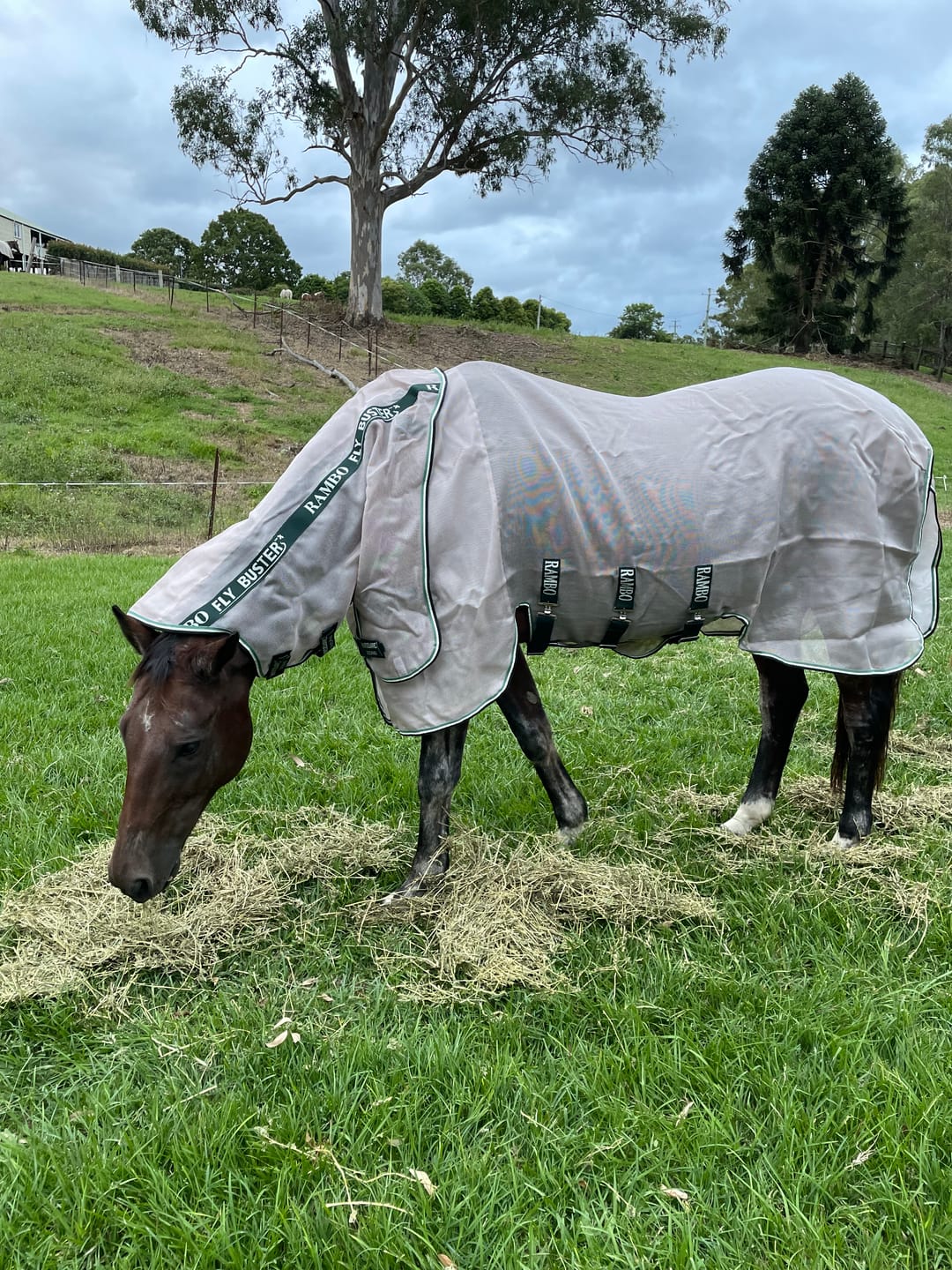 Customer photo review of Rambo Flybuster Vamoose NFZ