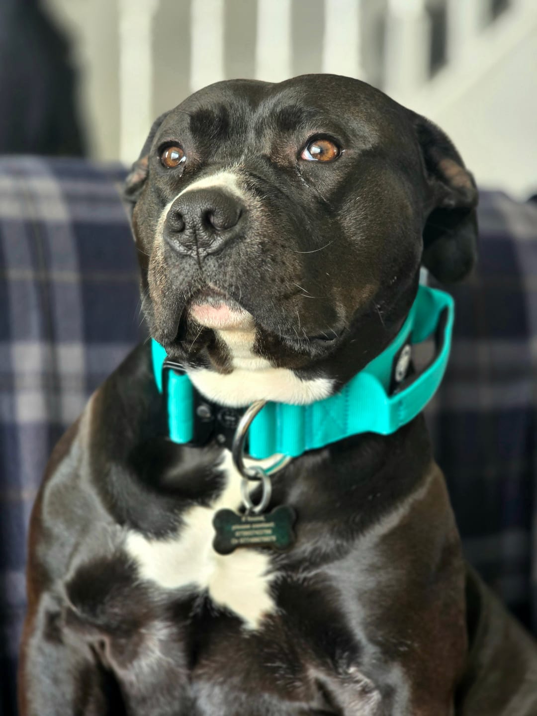 Customer photo review of 5cm Combat® Collar | With Handle & Secure Clip - Turquoise