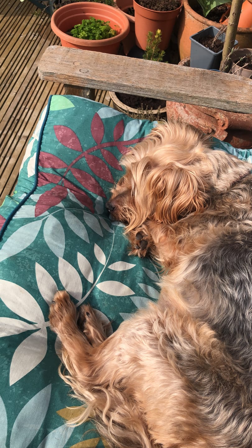 Customer photo review of Dog Duo Pack