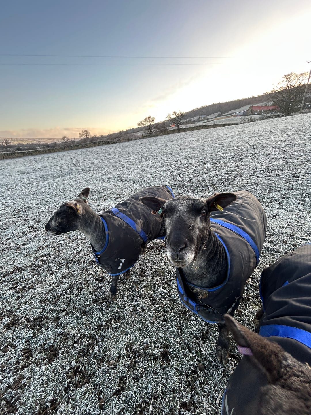 Customer photo review of Sheep Coat | Waterproof