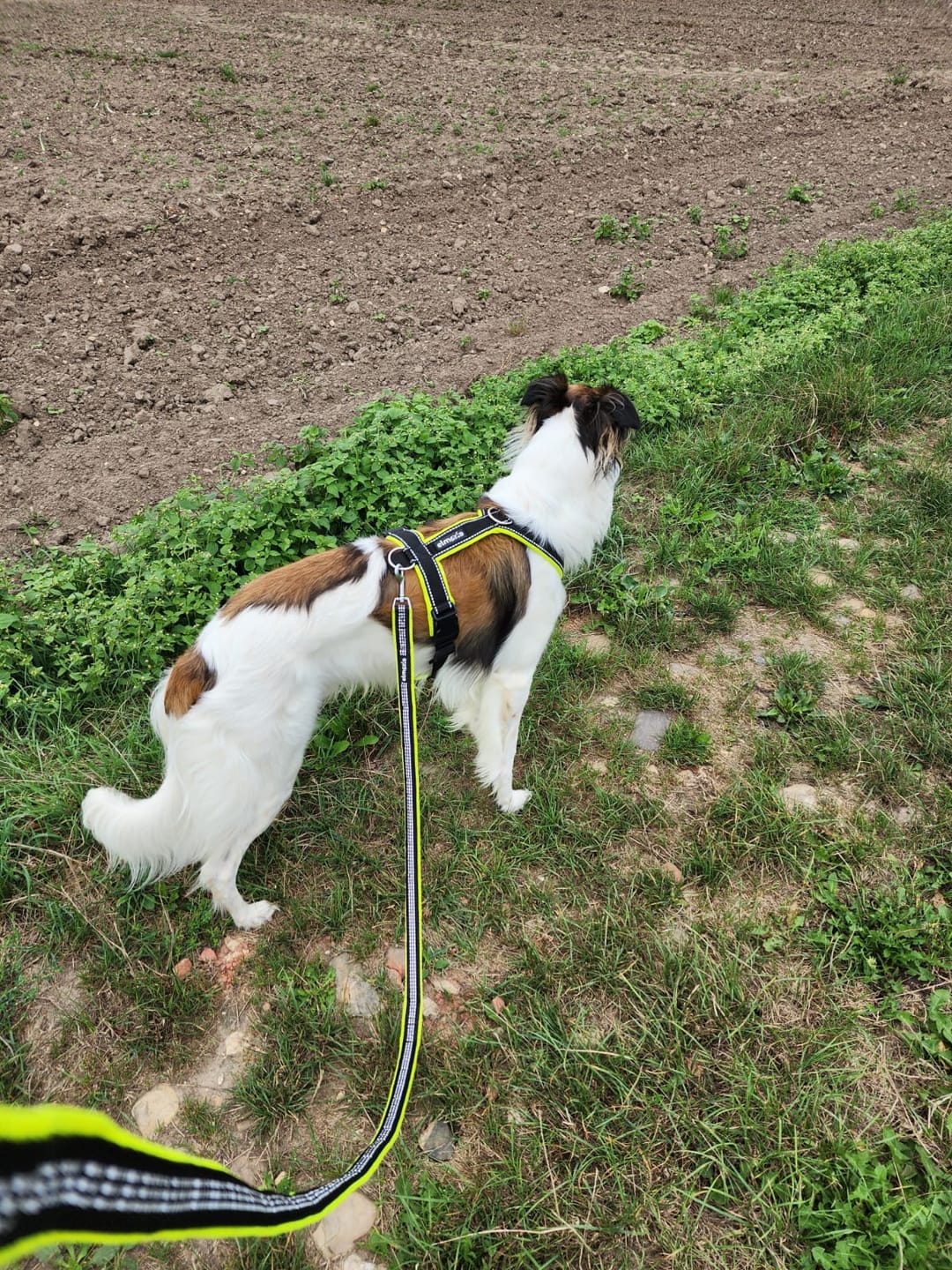 Customer photo review of Windhundgeschirr REFLEX "Yellow"