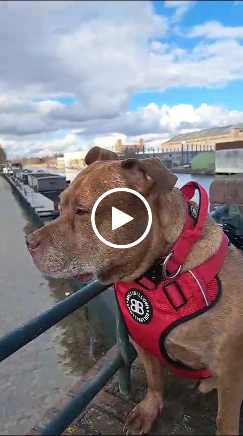 Customer video review of 4cm Combat® Collar | Handle & Rated Clip - Red