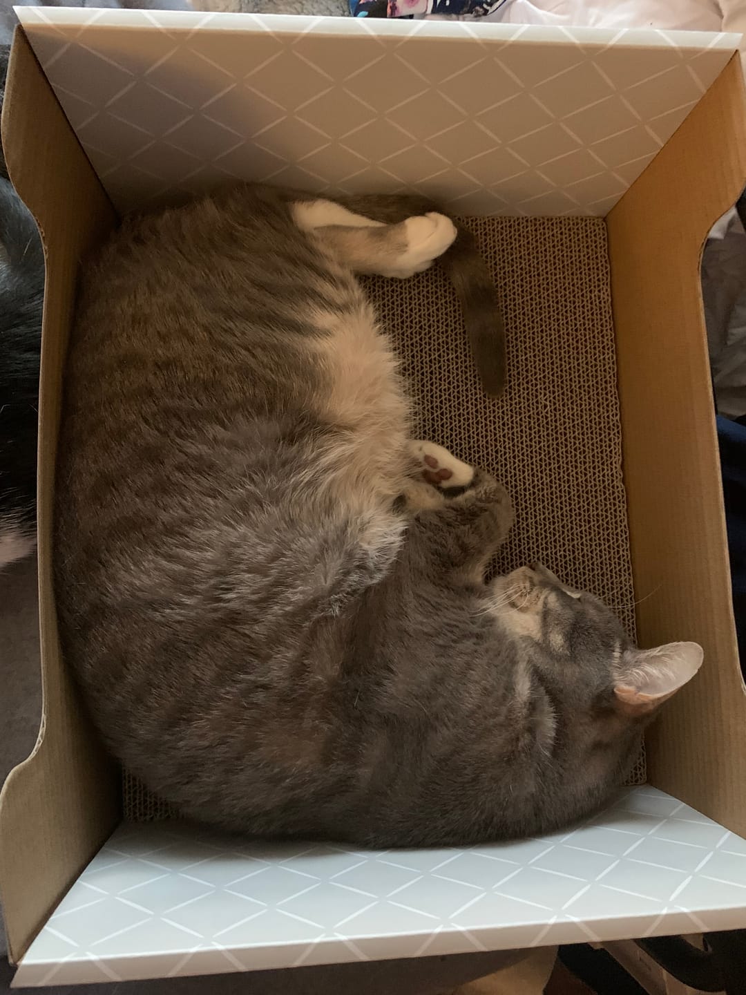 Customer photo review of Hide & Scratch Extra-Large Cat Scratcher Box