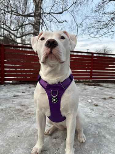 Customer photo review of Air Harness | Anti-Pull & With Handle - Purple