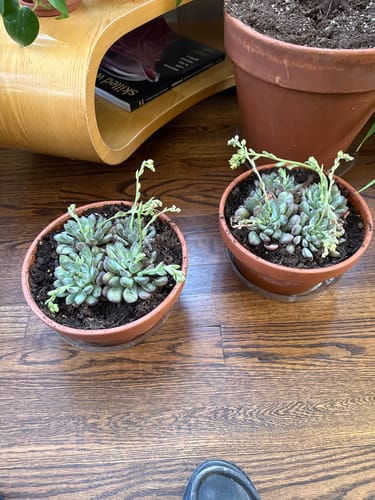 Customer photo review of Echeveria Pulidonis