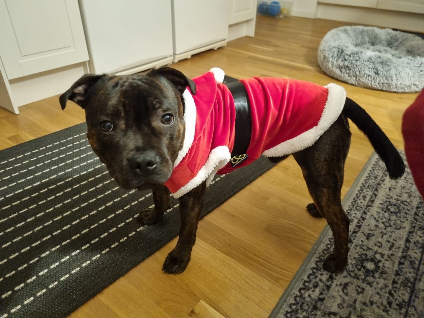 Customer photo review of Staffordshire Bull Terrier 1935® Santa Suit