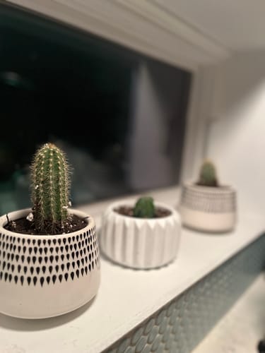 Customer photo review of Pilosocereus Pachycladus | Blue Torch Cactus