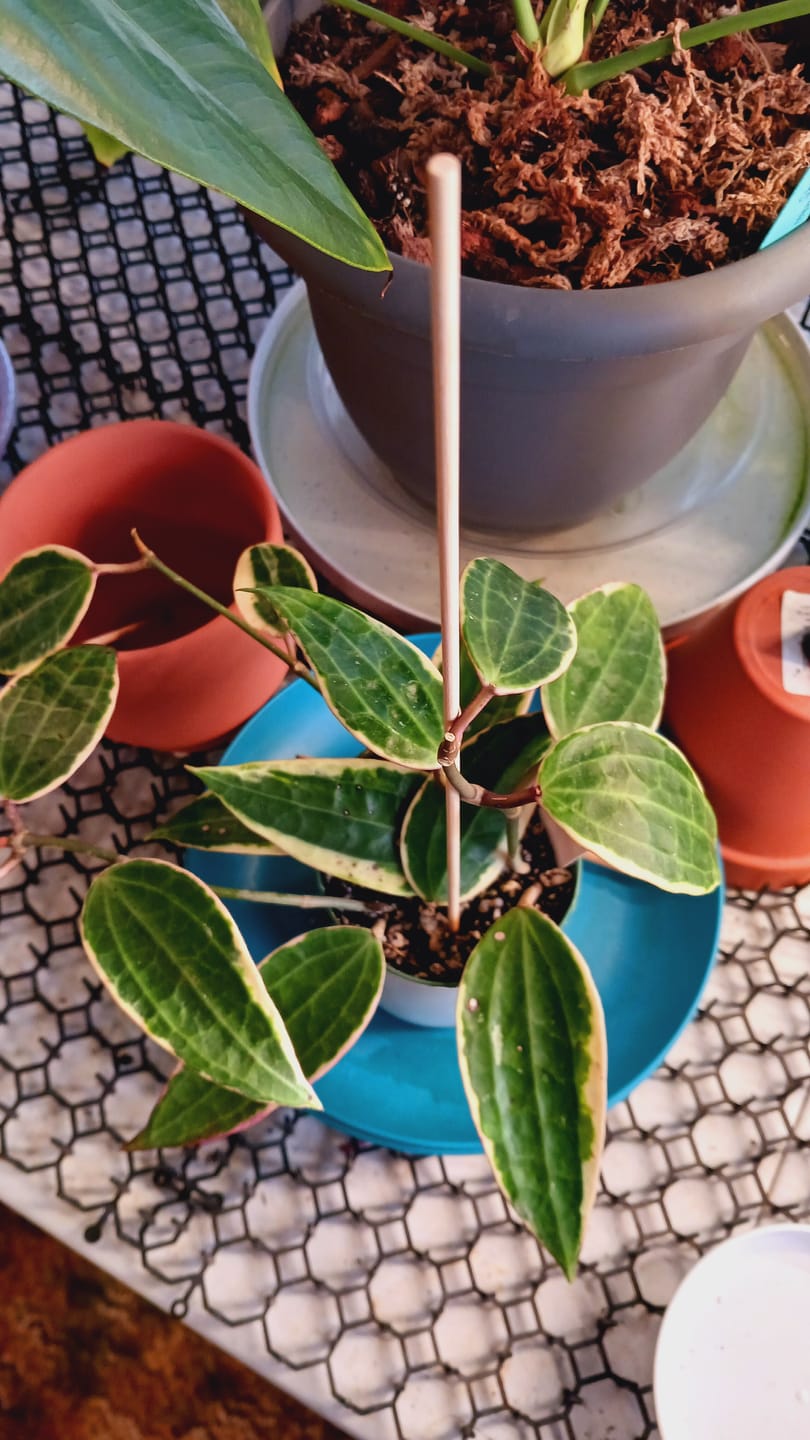 Customer photo review of Hoya macrophylla 'Variegata'