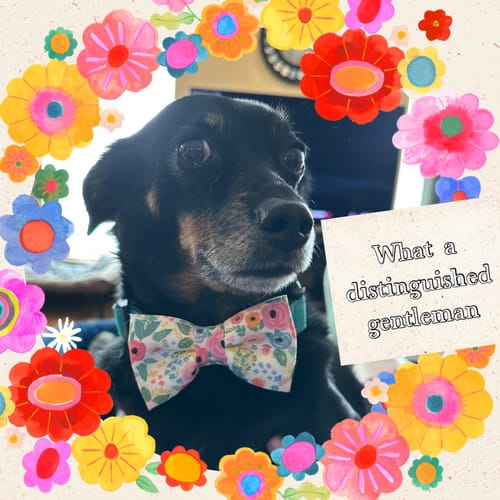 undefined review of Wonderland Garden Bow Tie for Dog Collar and Cat Collar image 1 out of 1