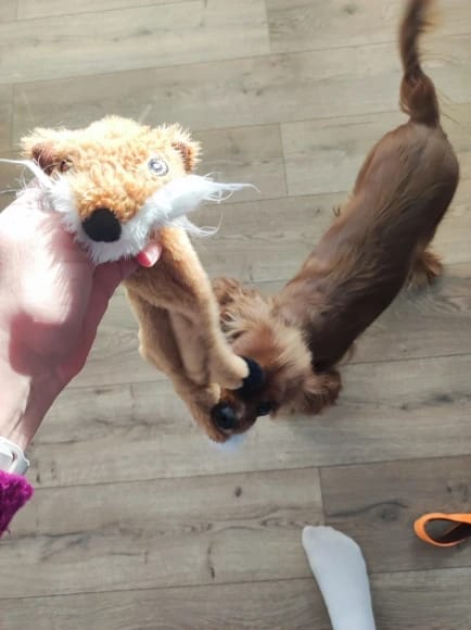 Customer photo review of Simulated Animal Stuffingless Plush Squeaky Dog Toy