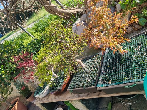 Customer photo review of MASTERCLASS PACK 2025