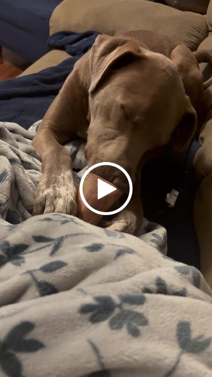 Customer video review of Beef Gullet Braid