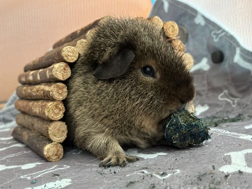 Customer photo review of Zeit zum Träumen - Premium Snack Bälle