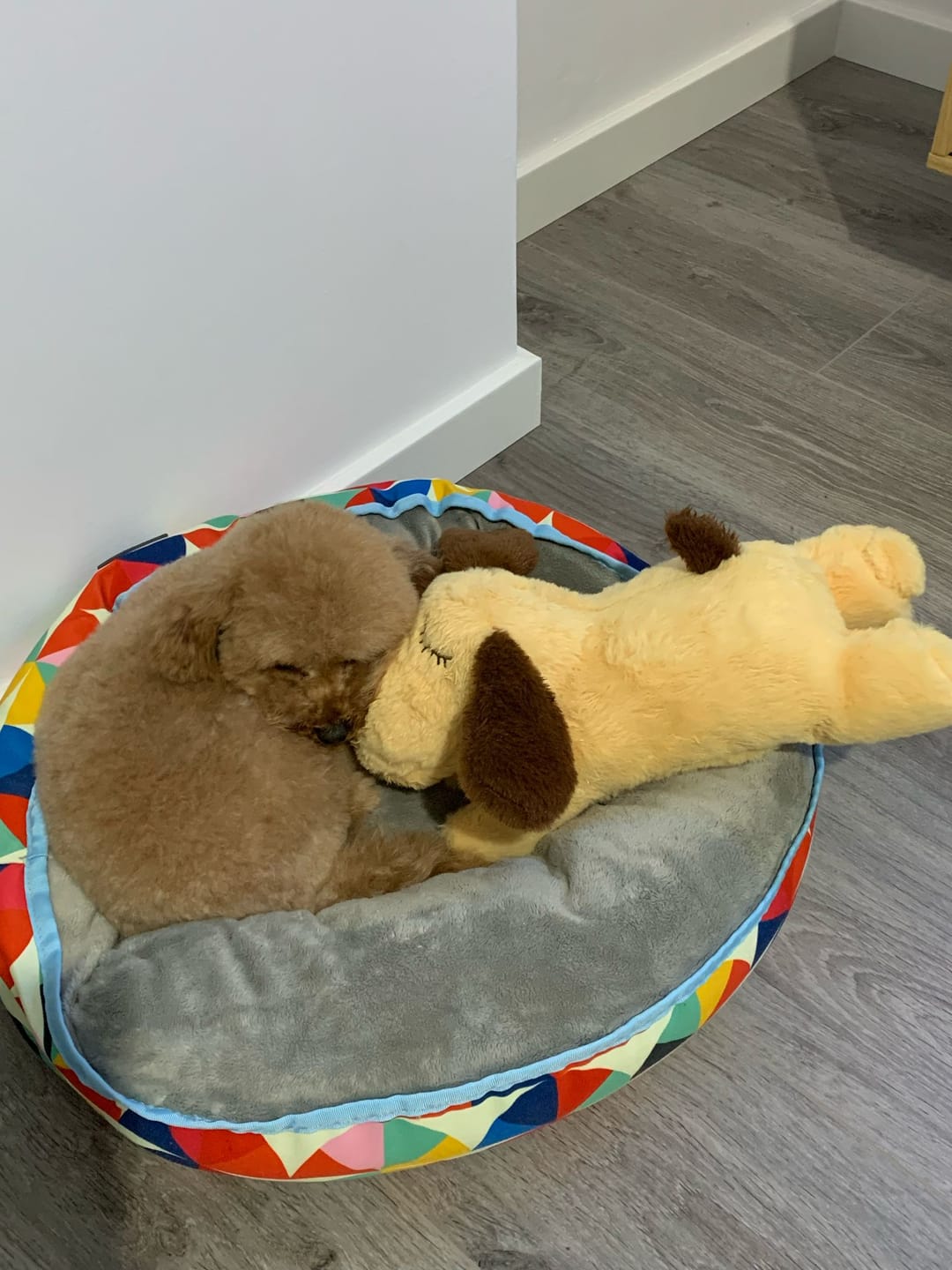 Customer photo review of Peluche Antiestrés para Mascotas