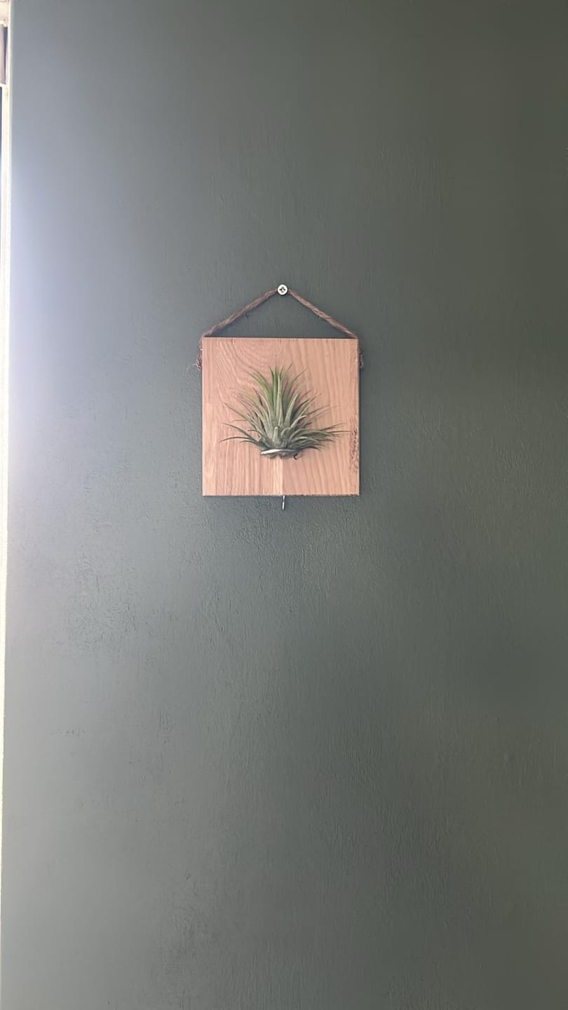 Customer photo review of Tillandsien Kachel - hängend