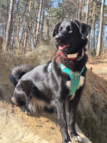 Customer photo review of Collier Anti Aboiement PuppySafe