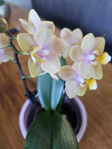 Customer photo review of Duftorchidee Elemental mit gelben Blüten mit 2 Rispen