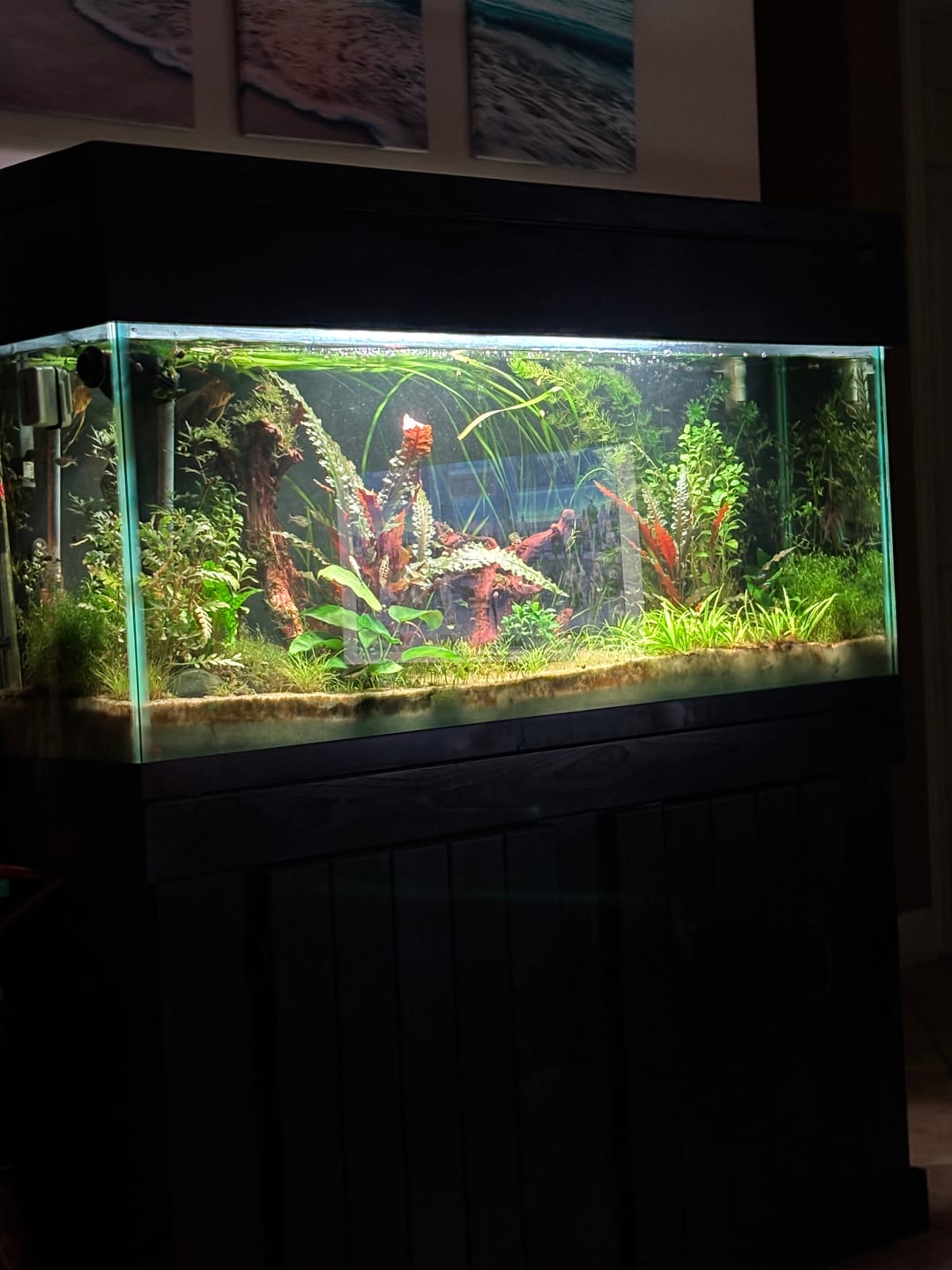 Customer photo review of Chihiros WRGB II Slim LED Light